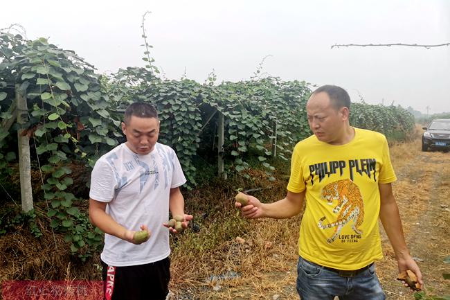 农科追梦人戢小梅：攻坚培育适合湖北武汉地区种植的猕猴桃品种