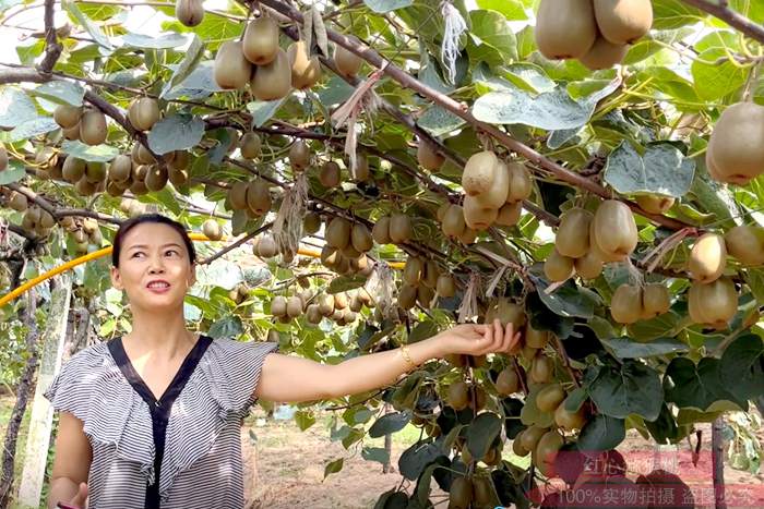 陕西汉中勉县猕猴桃种植面积达到1.7万亩