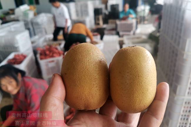 四川蒲江新元农业专业合作社是由猕猴桃种植户共同出资组建的红心猕猴桃和黄金奇异果种植