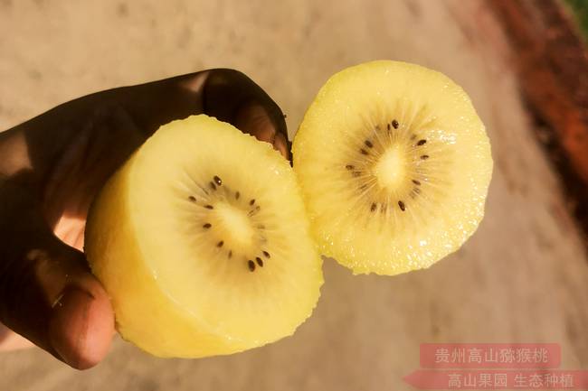 重慶黔江獼猴桃走進浙江嘉興水果市場