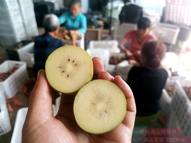 貴州省畢節市赫章縣況華明打造精品獼猴桃的品牌