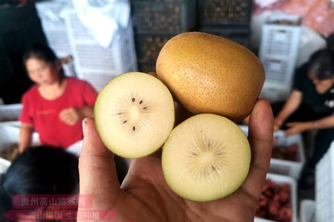 来自陕西周至的翠香猕猴桃成了不少商家今年的主推品种