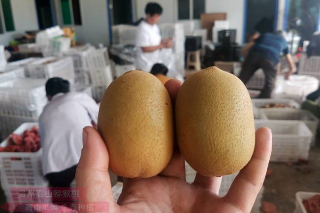 华宝农业在浙江泰顺是最大猕猴桃种植基地