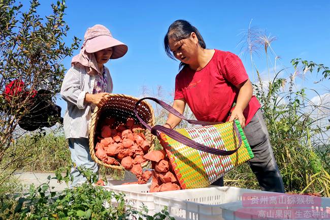 貴州六盤水紅心獼猴桃產業面積超過20余萬畝