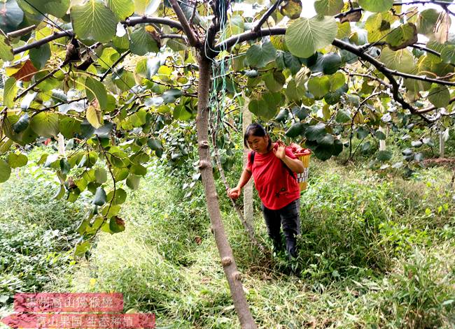 貴州省六盤水市氣象局技術人員深入紅心獼猴桃產業園區