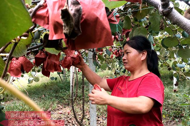 贵州省安顺市种植红阳猕猴桃和金艳猕猴桃