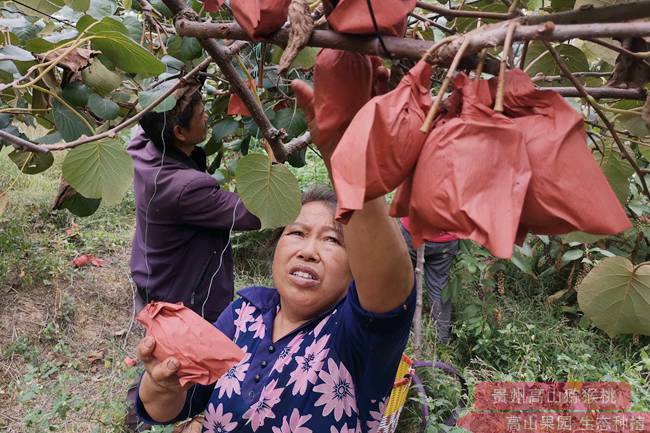 四川苍溪县又培育出“红华”、“红美”、“红昇”等红心猕猴桃新品种