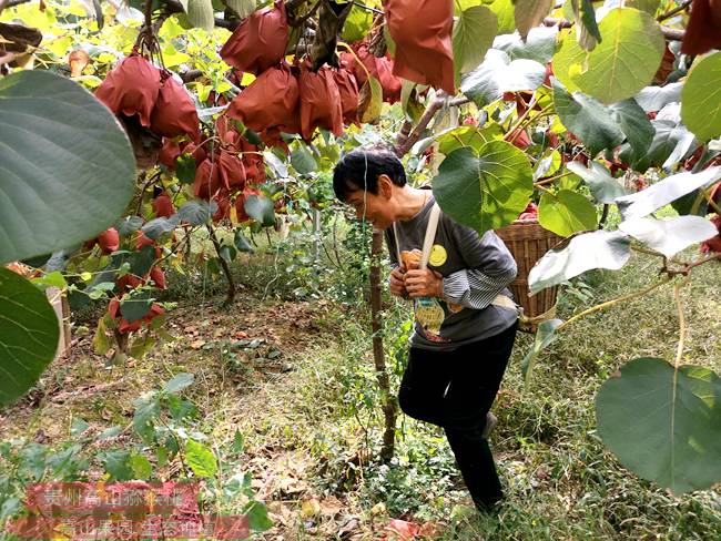 京東打造高品質農產品貴州修文獼猴桃