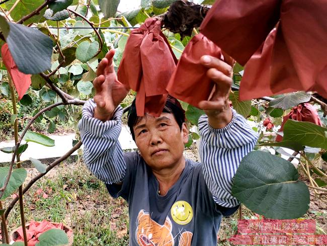 四川农业大学夏慧教授在雷波县开展猕猴桃种植管理技术培训