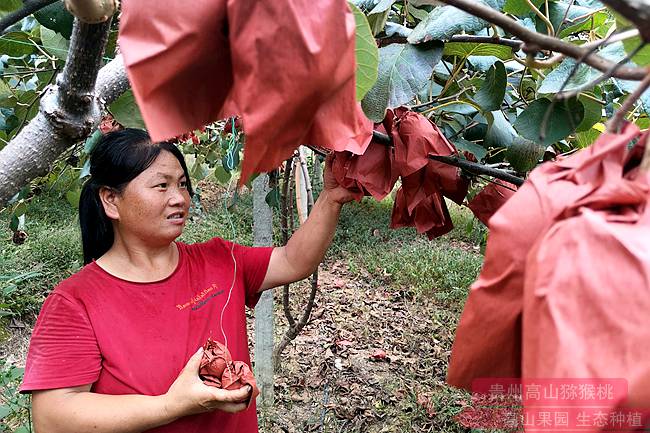 蓬勃发展的贵州猕猴桃产业蝶变升级