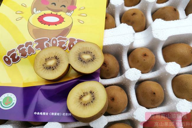 陕西眉县多处农户给猕猴桃用膨大剂 称不用难销售