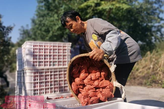 深山“金桃”香飘海外——订单壮大西峡猕猴桃产业