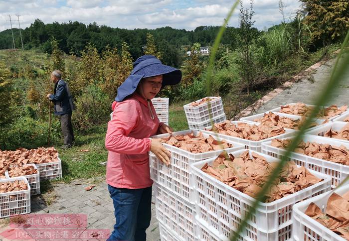 浙江衢州猕猴桃种植过程要改良土壤