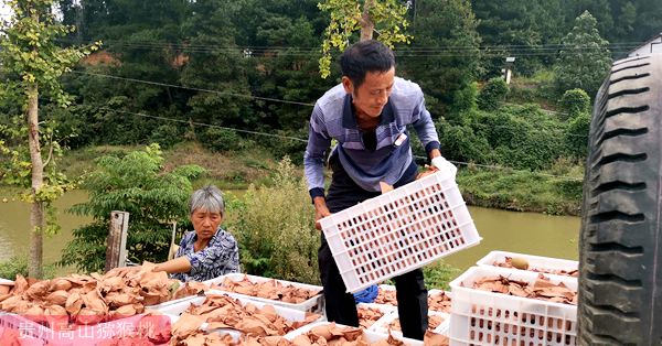 贵州猕猴桃产业发展的现状存在问题及对策