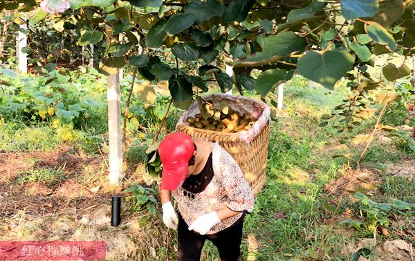 贵州省毕节市织金县因地制宜发展猕猴桃产业