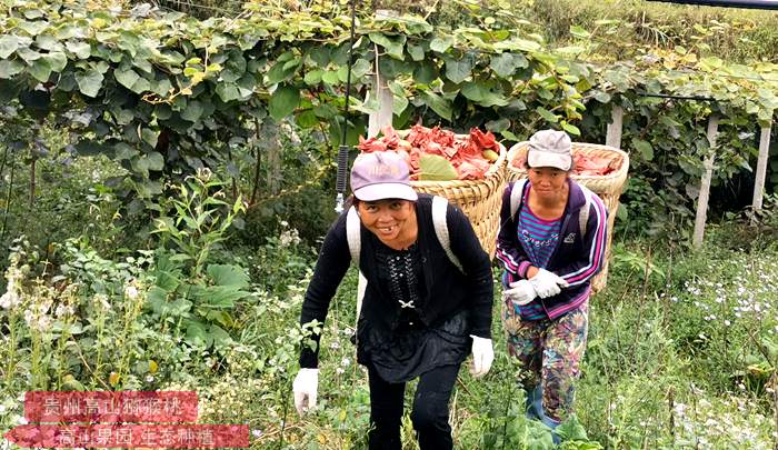 山东省泰安市发展猕猴桃产业带动本村经济