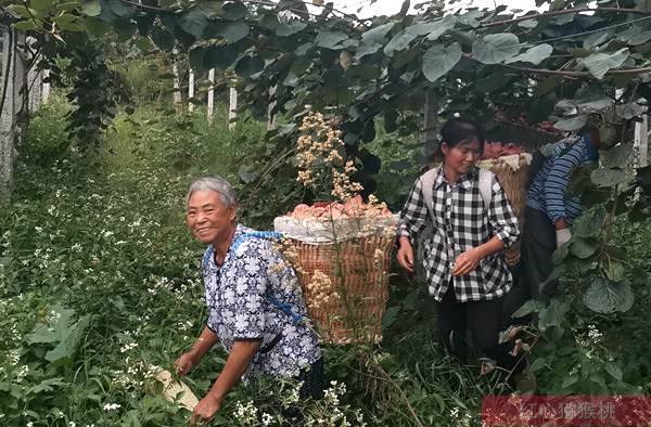 浙江衢州：猕猴桃园里套种茶叶 实现增产创收