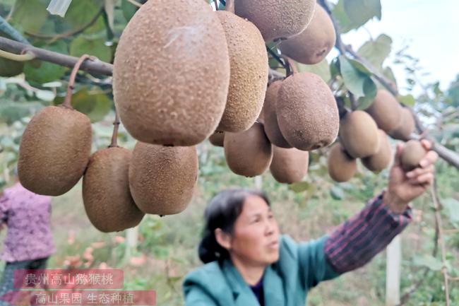 一枚金黄果 牵动两国情——中国新西兰水果产业政策高端对话暨新西兰猕猴桃中国新季启航仪式举行
