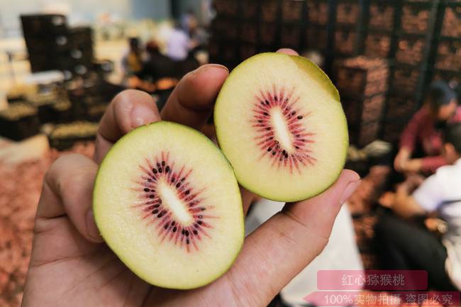 广西桂林市龙胜种植红心猕猴桃就能有10万元收入