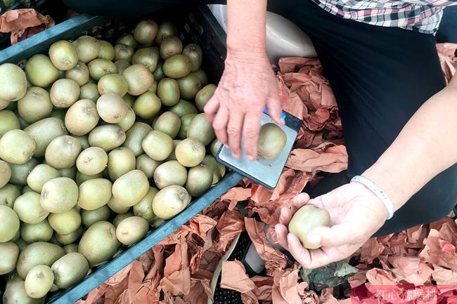 湖北桃李飄香生態果園有限公司打造種植、采摘、觀光為一體紅心獼猴桃產業鏈