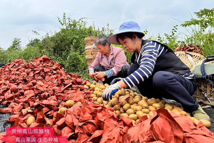 news-kiwifruit-august-2022 随着猕猴桃产量的增加佳沛面临阳光金果品质方面的挑战