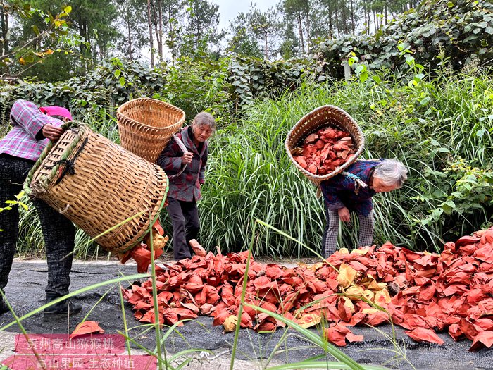 湖北省襄阳宜城刘猴镇新垱村的猕猴桃种植基地