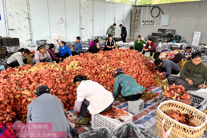 陕西眉县猕猴桃品牌价值已达128亿元，年综合产值将突破60亿元