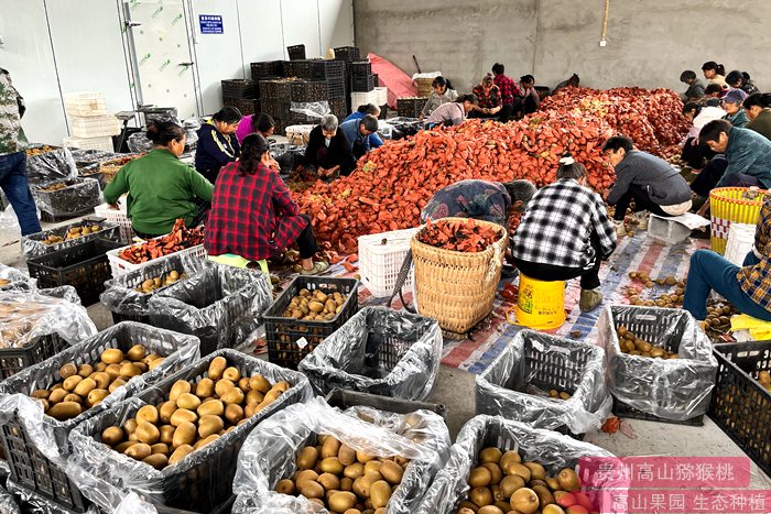 陕西省培育的猕猴桃新品种“瑞玉”在西安市盒马超市首发上架