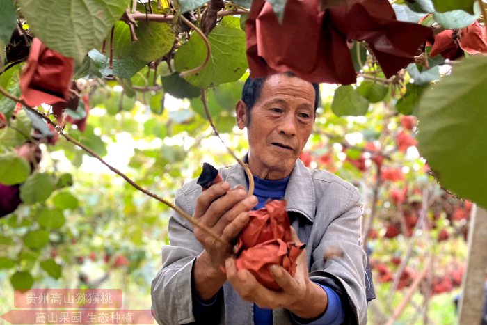 “修文猕猴桃预售启动仪式”在贵州省贵阳市修文县举行