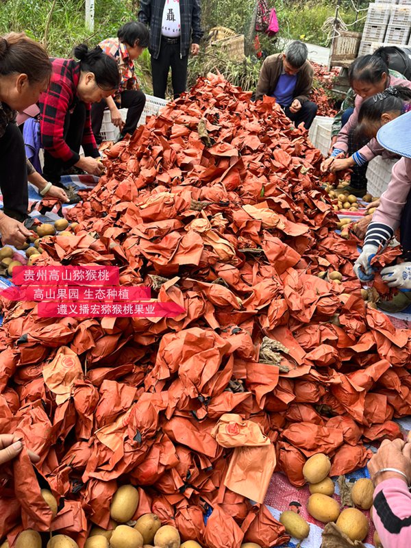 陕西眉县猕猴桃品牌价值已达128亿元，年综合产值将突破60亿元