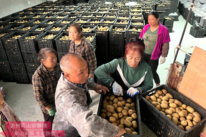 昊昱集团是由著名新西兰华侨高昊昱先生创立 主要从事猕猴桃种植