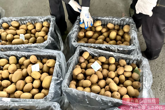 贵州省贵阳市修文县16.7万亩猕猴桃进入采摘期