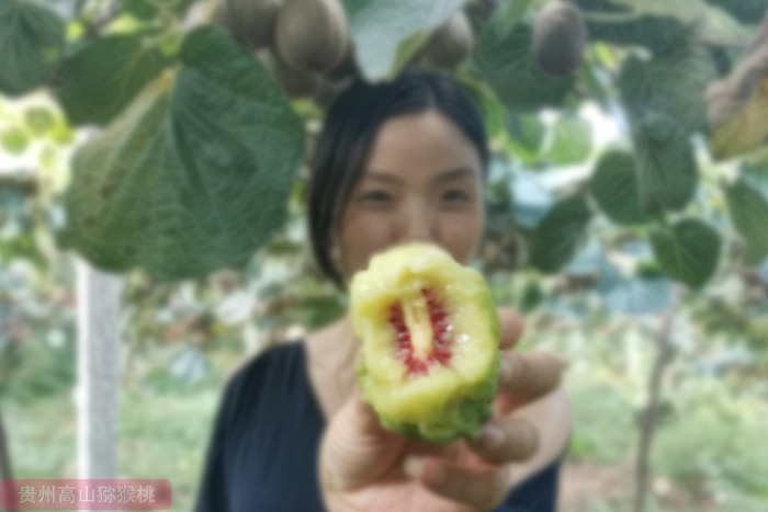 贵州省修文县已有30多年的猕猴桃种植历史