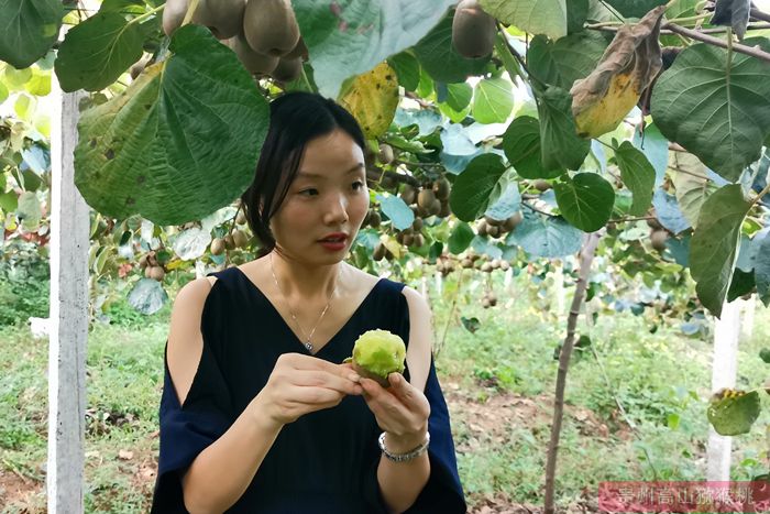 上海市浦东新区“上海农夫果园”使享有“维C之王”的猕猴桃适应本土种植