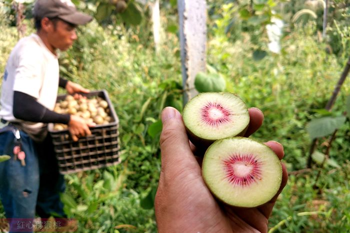 山東省淄博博山種植軟棗獼猴桃作為水果市場的‘新秀’