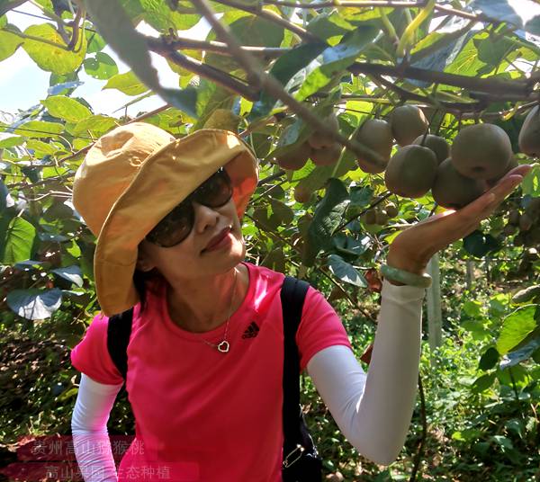 貴州六盤水建成優質紅心獼猴桃產業基地二十萬畝