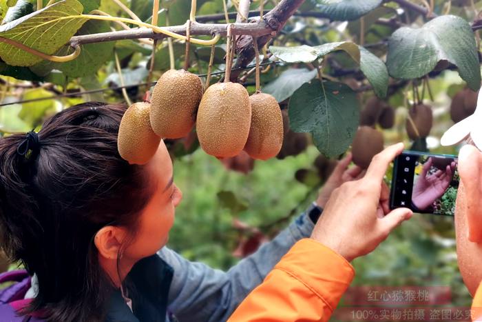 浙江衢州獼猴桃種植過程要改良土壤