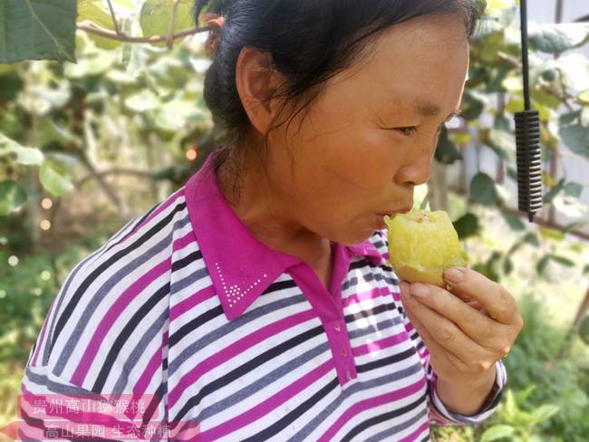 廣東梅州大埔縣種植獼猴桃并取得初步成功