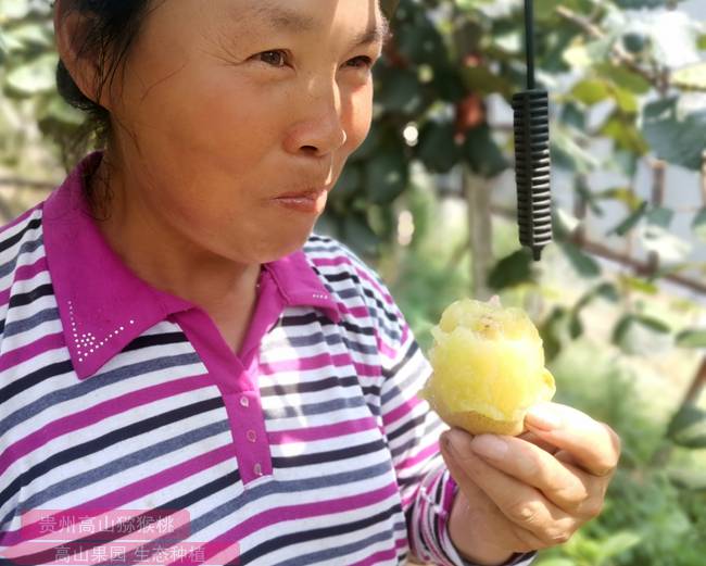 广东省韶关市始兴县千亩有机猕猴桃种植基地眼下进入盛果期