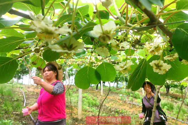 湖北桃李飘香生态果园有限公司种植了红心、黄心、绿心等多个品种的猕猴桃