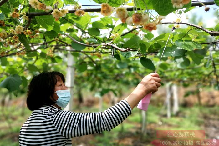 赣菜网到江西新西蓝生态农业科技有限责任公司的猕猴桃基地参观