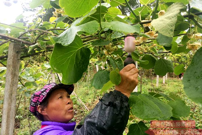 周驥寧見證了貴州修文發展獼猴桃產業的整個歷程