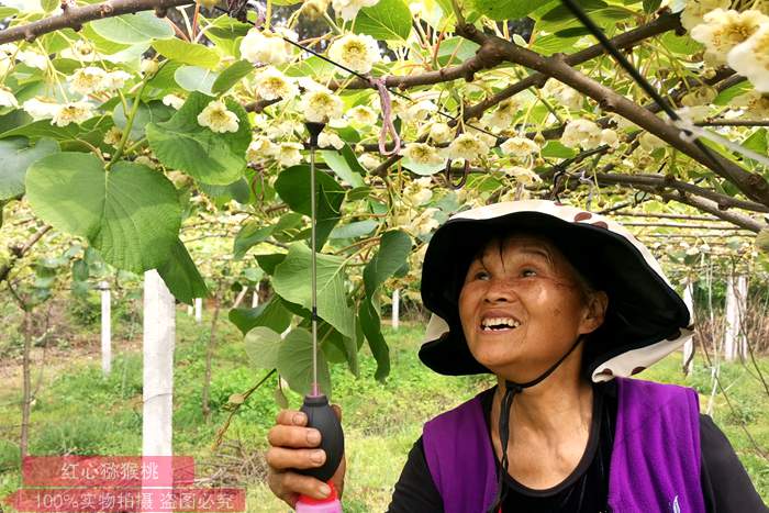 贵州黔东南黄平县大碾房村：300亩猕猴桃盛开“致富花”