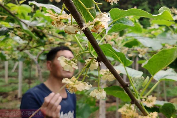 花粉直感对湘吉无籽猕猴桃坐果和果实品质的影响