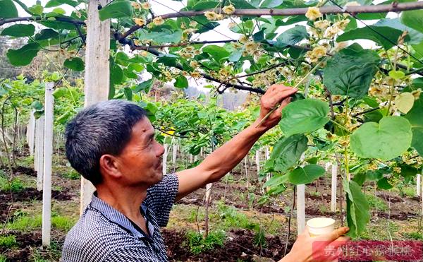 貴州獼猴桃主栽品種柱頭可授性研究 超低溫儲藏獼猴桃花粉活性