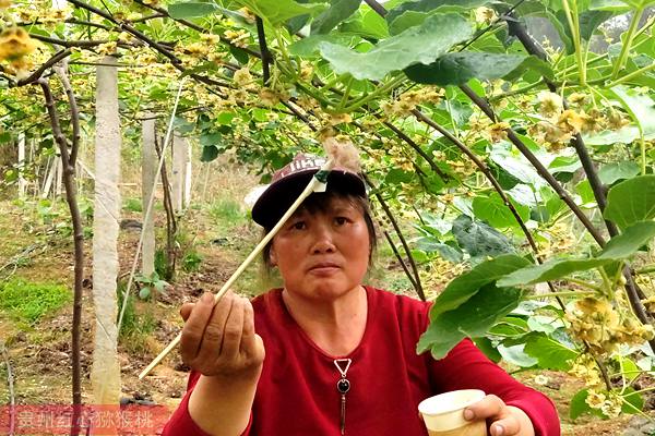 炎热夏季 陕西猕猴桃专家把种植技术带到田间地头