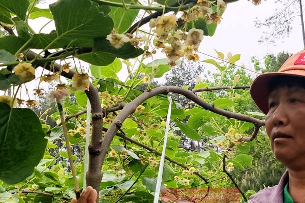 湖南凤凰引进多个猕猴桃优良品种种植 黄心阳光金果“G3猕猴桃”