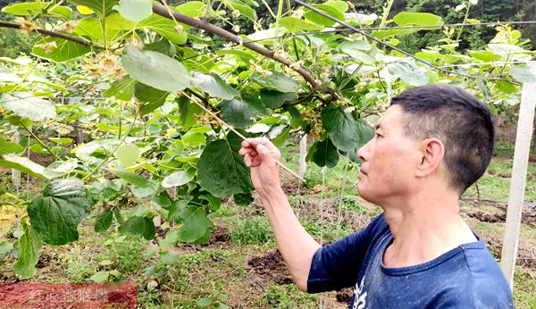 贵州省毕节市七星关区碧海街道猕猴桃采摘园却已秋意满满