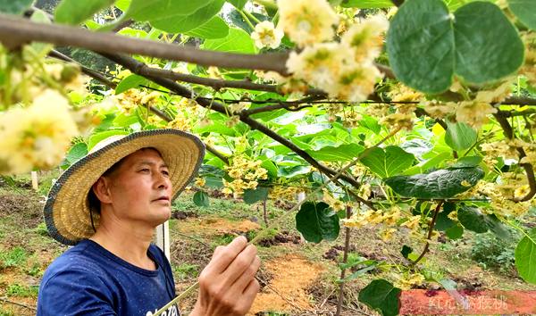 低温天气过程对贵州西部红心猕猴桃坐果率的影响调查