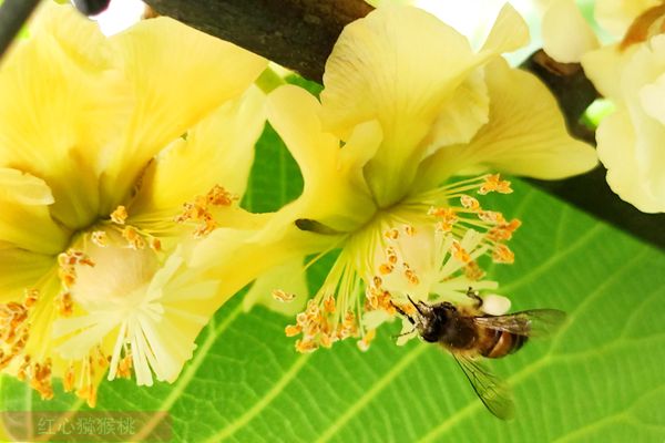 河南西峡推动猕猴桃产业实施有机肥替代化肥